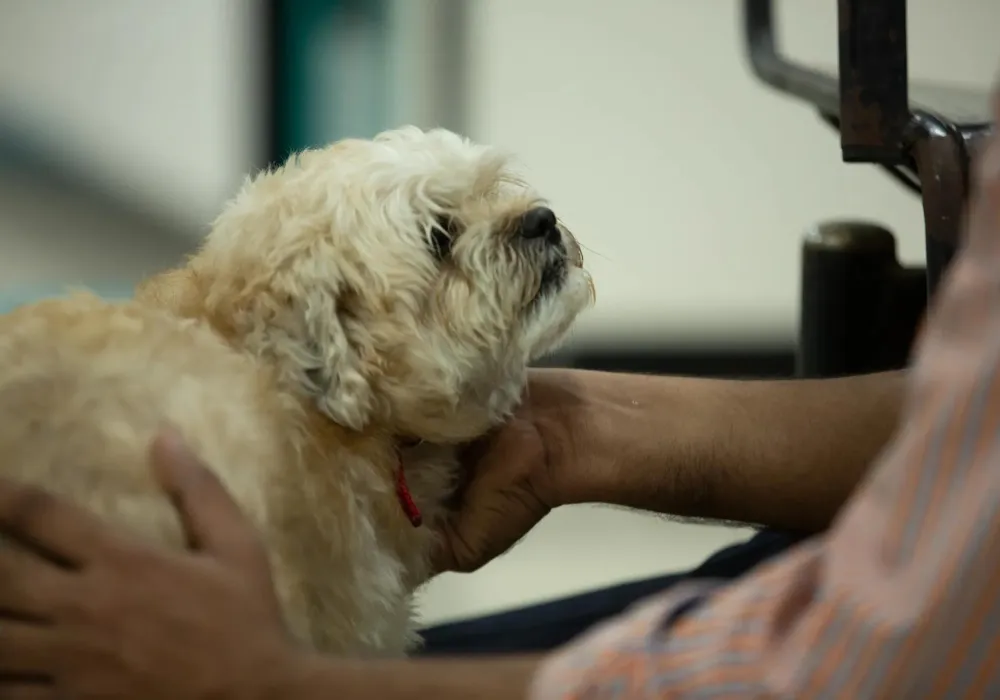 sks-veterinary-hospital-microchipping-in-chennai