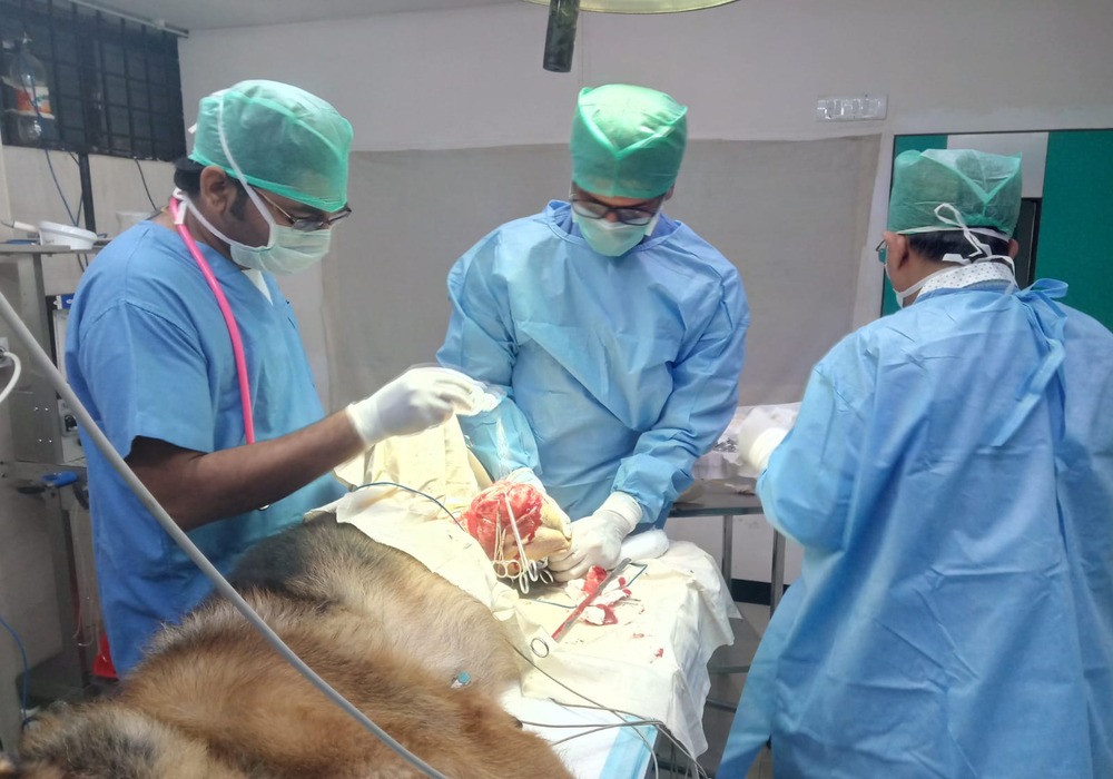 SKS Veterinary Hospital