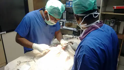 Emergency & Critical Care
