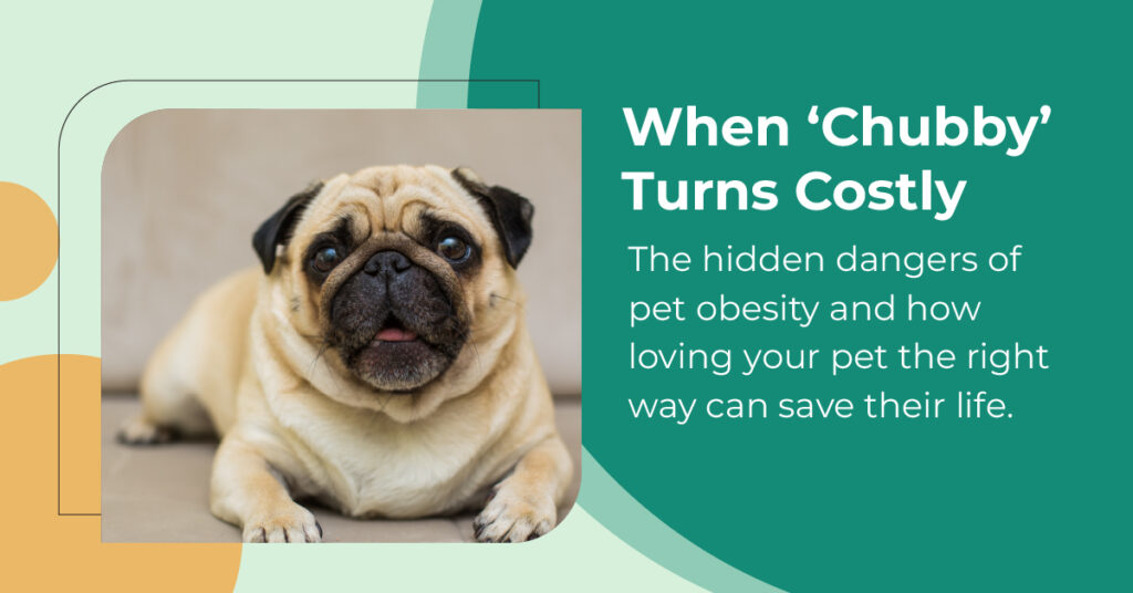 When ‘Chubby’ Turns Costly The hidden dangers of pet obesity and how loving your pet the right way can save their life.