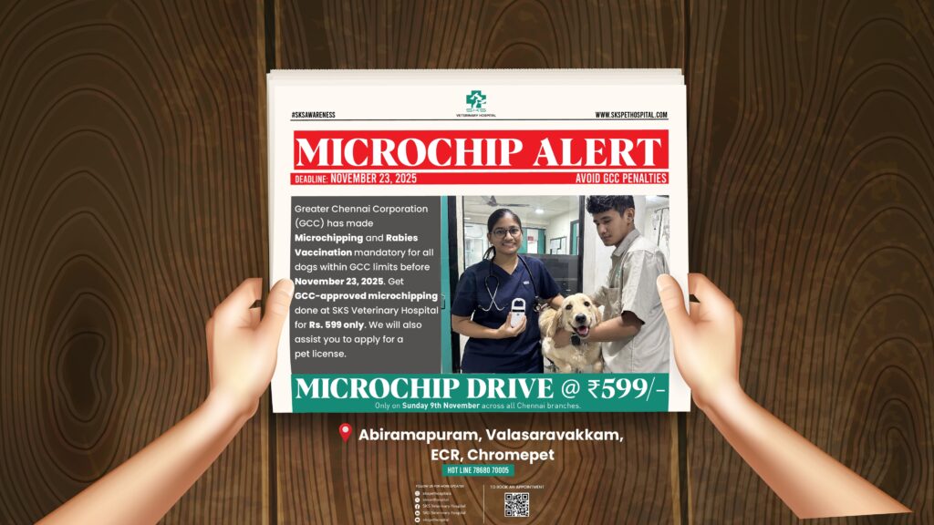 Microchipping for Dogs in Chennai - GCC Mandate for November 2025